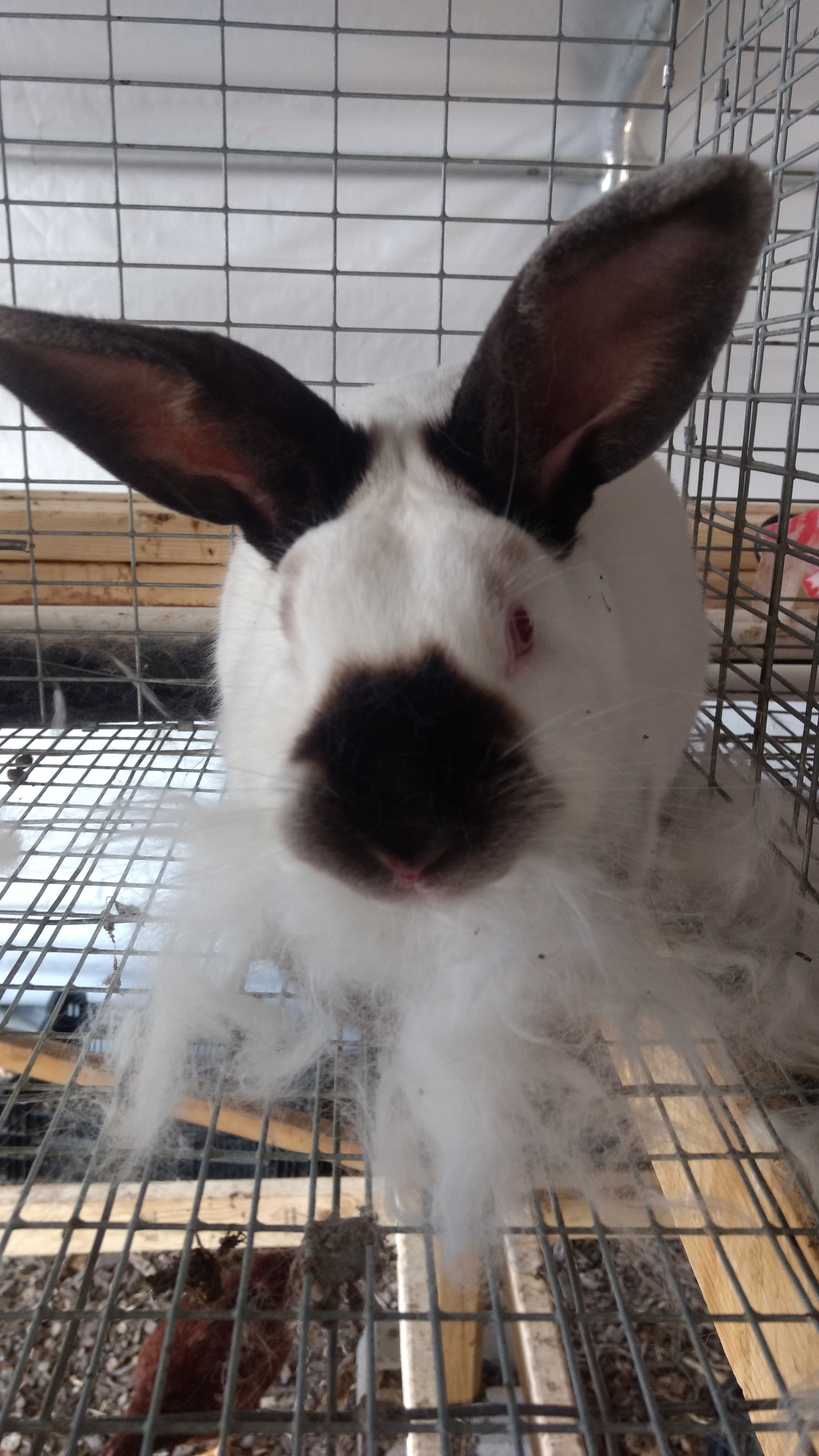 Halfacre Farms at Armadillo Acres