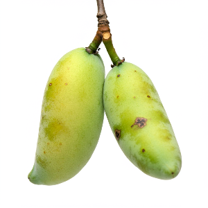 Pawpaws - Allegheny - Ripe Fruit - Pounds