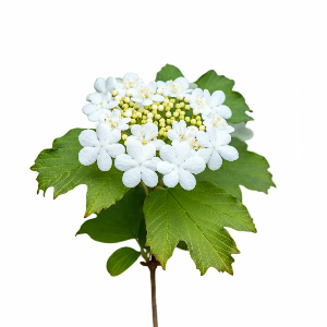 Viburnum - Arrowwood - Cut Flowers - stems
