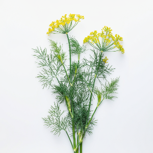 Dill - Bouquet - Flowers - stems