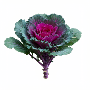 Kale - Crane Feather Queen Red - Mature - stem