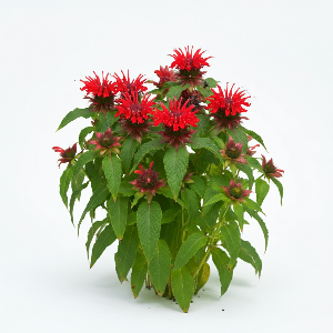 Bee Balm - Fireball - Flowers - stems
