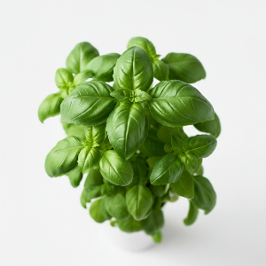 Basil - Genovese - Mature Leaves - Pound