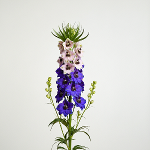Larkspur - Giant Imperial Mixed - Cut Flowers - stems