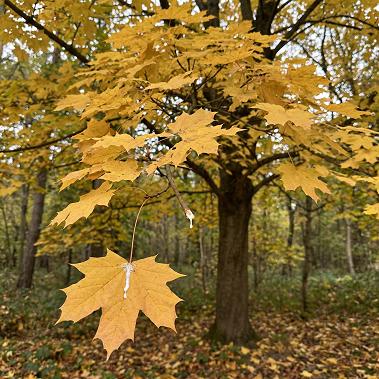 Maple, Norway - Generic - Potted Plants - Each