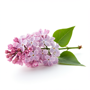 Lilacs - Miss Kim - Seedlings / Plugs - plants