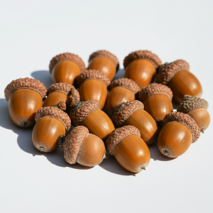 Oak (Acorns) - Northern Red - Seedlings / Plugs - plants