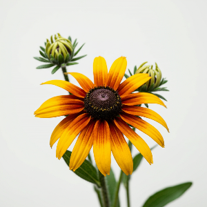 Rudbeckia - Prairie Sun - Cut Flowers - stems
