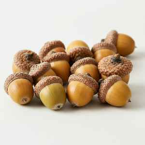 Oak (Acorns) - Red Oak - Mature Acorns - Pounds