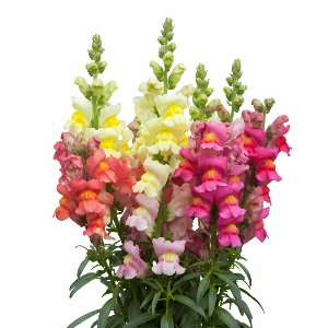 Snapdragons - Rocket Mix - Cut Flowers - stems