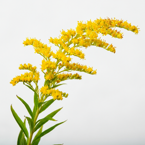 Goldenrod - Generic Variety - Cut Flowers - stems