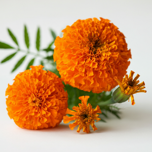 Marigolds - Spun Orange - Cut Flowers - flowers