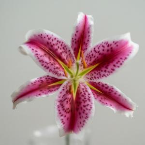 Lilies - Lilium Naturalizing Mix - Flowers (Bud Stage) - stems