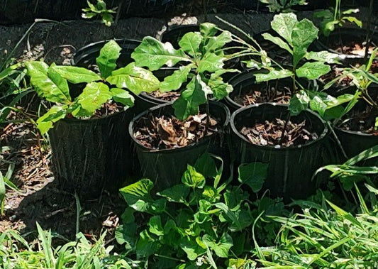 Northern Red Oak- 1-Gallon Potted Plants - plants