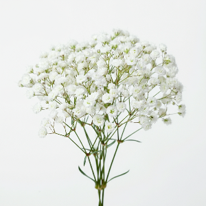 Baby's Breath - Alba - Cut Flowers - stems