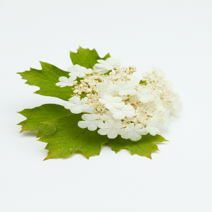 Viburnum - Allegheny - Seedlings / Plugs - plants