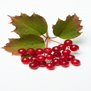 Viburnum - American Cranberrybush - Seedlings / Plugs - plants