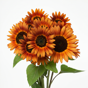 Sunflowers - Apricot Daisy - Cut Flowers - flowers