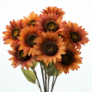 Sunflowers - Autumn Beauty Mix - Cut Flowers - stems