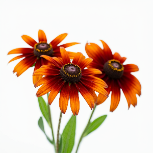 Rudbeckia - Autumn Colors Gloriosa Daisy - Cut Flowers - stems