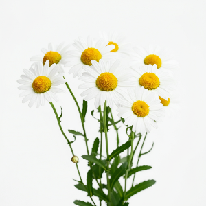 Daisies - Becky - Cut Flowers - stems