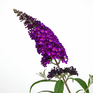 Butterfly Bush - Generic Variety - Cut Flowers - stems