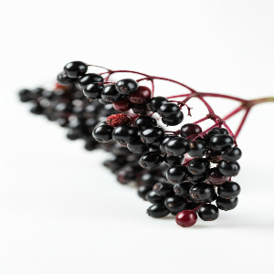 Elderberry - Black Lace - Cuttings - Pounds