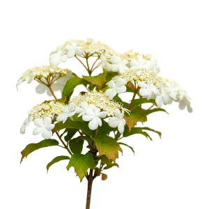 Viburnum - Blackhaw - Cut Flowers - stems