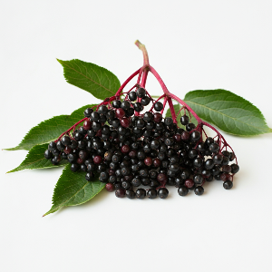 Elderberry - Bob Gordon - Bare Roots - Root