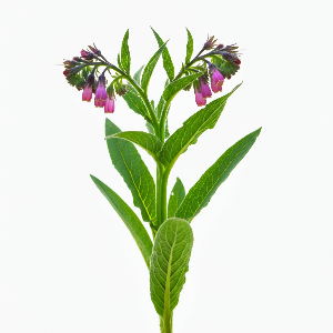 Comfrey - Bocking 14 - Potted Plants - Plant