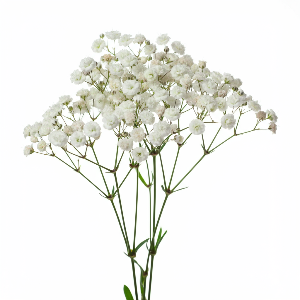 Baby's Breath - Generic Variety - Cut Flowers - bunch