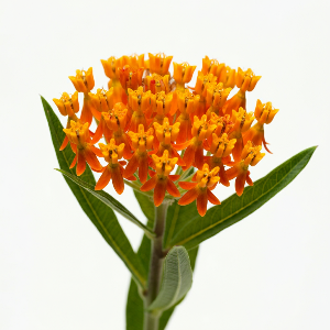 Asclepias - Butterfly Weed - Cut Flowers - stems