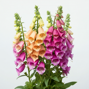 Digitalis - Camelot Mix - Cut Flowers - stems