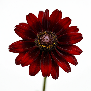 Rudbeckia - Cherry Brandy - Cut Flowers - stems