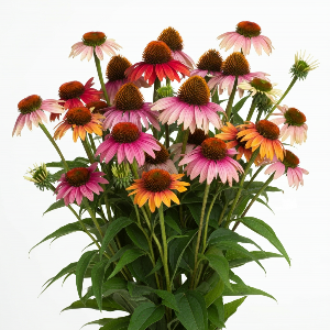 Echinacea - Cheyenne Spirit - Flowers - stems