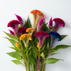 Celosia - Chief Mix - Cut Flowers - stems