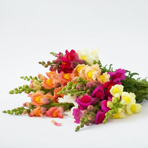 Snapdragons - Costa Mix - Cut Flowers - stems