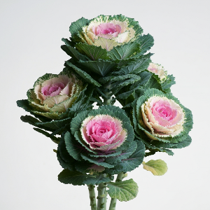 Kale - Crane Bicolor - Mature - stem