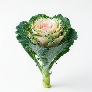 Kale - Crane Feather King White - Mature - stem