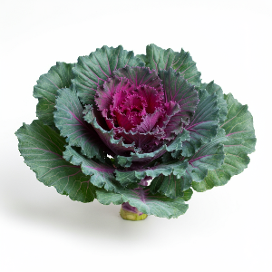 Kale - Crane Red - Mature - Pound