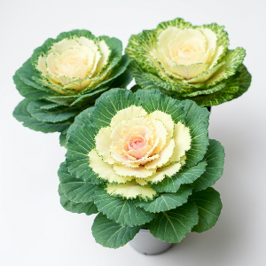 Kale - Crane White - Mature - Pound