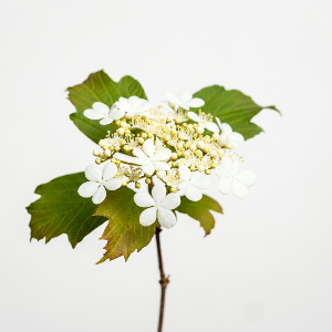 Viburnum - Doublefile - Cut Flowers - stems