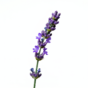 Lavender - English - Flowers - stems
