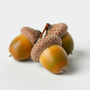 Oak (Acorns) - English Oak - Seedlings / Plugs - plants