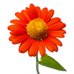 Tithonia - Fiesta del Sol - Cut Flowers - flowers