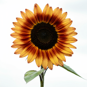 Sunflowers - Florenza - Cut Flowers - stems