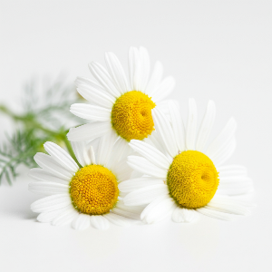 Chamomile - German - Flowers - flowers