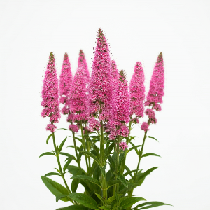 Speedwell - Giles van Hees - Potted Plants - Plant
