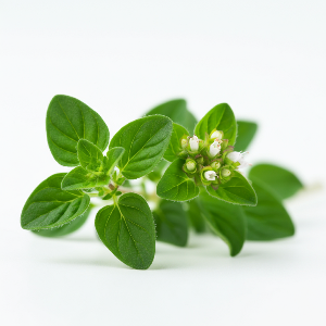 Oregano - Greek - Mature Leaves - Pounds