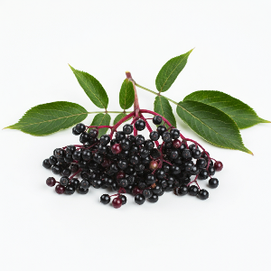 Elderberry - Generic Variety - Seedlings / Plugs - plants